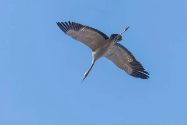 Jeřáb popelavý v letu modré nebe (Grus grus) migrace — Stock fotografie