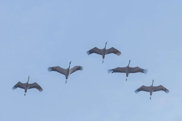 Flying flock of Common Crane (Grus grus) in flight blue skies, m — Stock Photo, Image