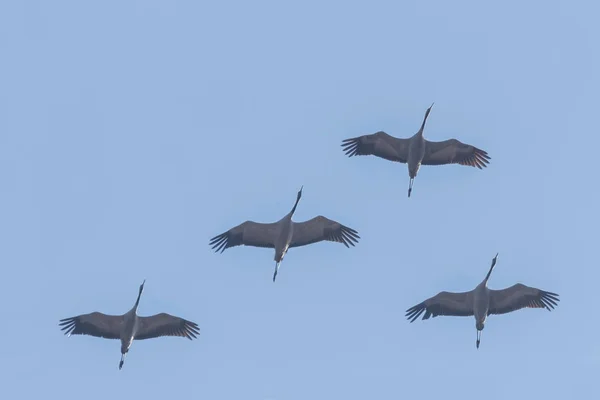 Fliegende Schar von Kranichen (grus grus) am blauen Himmel, m — Stockfoto