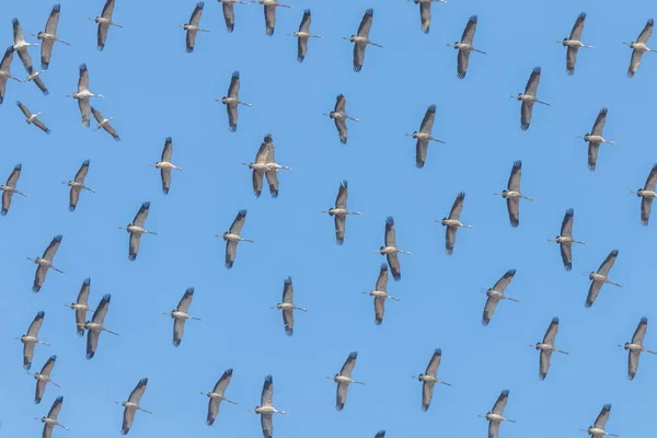 Vliegen koppel van Kraanvogel (Grus grus) in vlucht blauwe luchten, m — Stockfoto