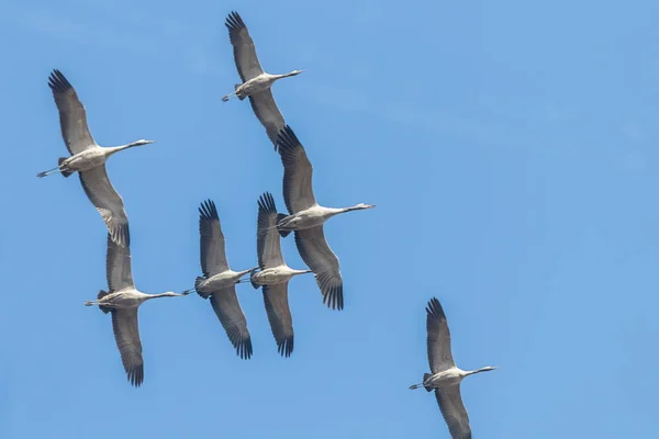 Uçuş mavi gökyüzü, (Grus grus) geçiş ortak Vinçler — Stok fotoğraf