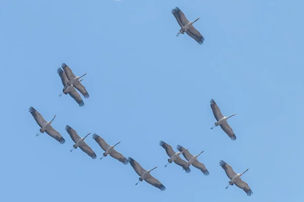 Flying flock of Common Crane (Grus grus) in flight blue skies, m — Stock Photo, Image