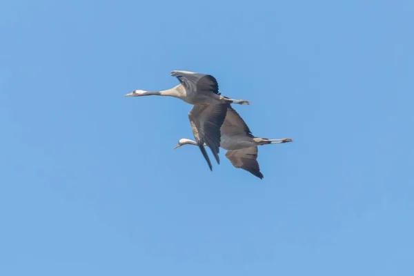 Grúas comunes en cielos azules de vuelo, migración (Grus grus) — Foto de Stock