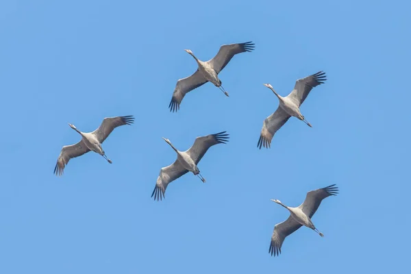 Uçuş mavi gökyüzü, (Grus grus) geçiş ortak Vinçler — Stok fotoğraf