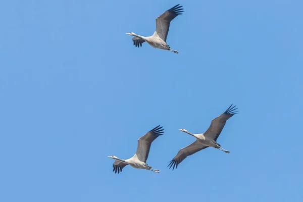 Guindastes comuns em voo céu azul, migração (Grus grus) — Fotografia de Stock