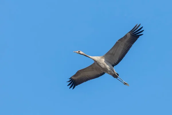 Kék repülés közös daru (Grus grus) migráció égbolt — Stock Fotó