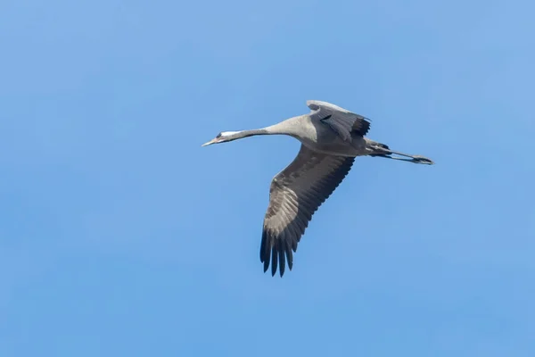 Żuraw w lot niebieski niebo migracji (Grus grus) — Zdjęcie stockowe
