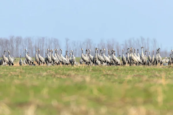 Flock of Common Crane (Grus grus) in a field, migration
