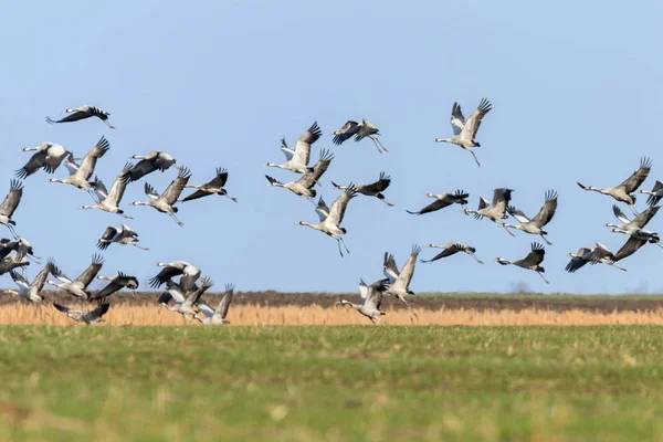 Rebanho voador de guindaste comum (Grus grus) em voo céu azul, m — Fotografia de Stock