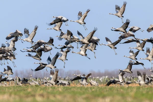 Flock of Common Crane (Grus grus) in a field, migration