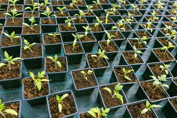 Δρόμοι των Πατημένων Seedlings στο Greenhouse — Φωτογραφία Αρχείου