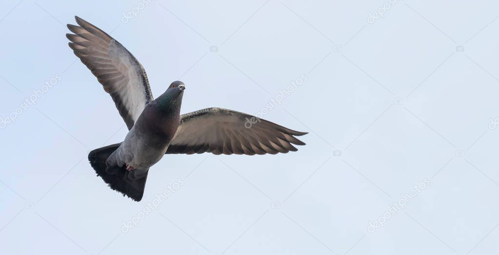 Pigeon in flight close up, blue sky 
