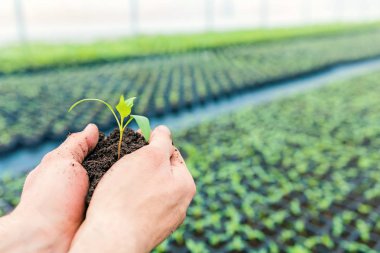 Fide ile bir sera toprağa holding eller.