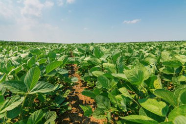 Genç alanında büyük yaprakları ile bitkiler büyümek soya yeşil.