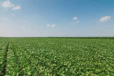 Yeşil olgunlaşma soya alan. Satır yeşil soya fasulyesi. Soya planta