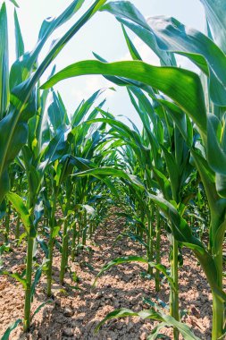 Tarlada yetişen yeşil mısır. Yeşil Mısır Bitkileri.