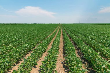 Yeşil olgunlaşma soya alan. Satır yeşil soya fasulyesi. Soya planta