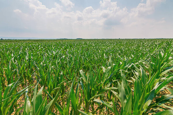 Green Corn Field. Green corn growing on the field, blue sky and 