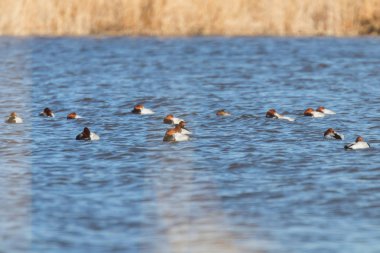 Gölde yüzen Pochard ördekleri (Aythya ferina)
