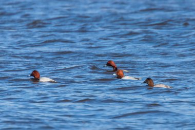 Gölde yüzen Pochard ördekleri (Aythya ferina)
