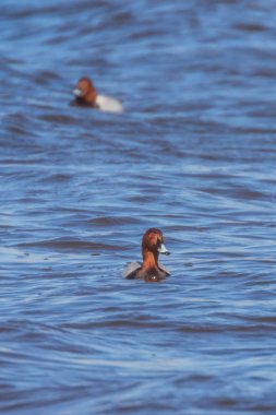 Gölde yüzen Pochard ördekleri (Aythya ferina)