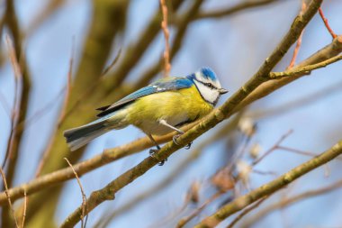 Mavi baştankara şube, Avrasya Mavi baştankara, (Cyanistes caeruleus) kesmek