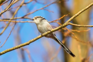 Uzun kuyruklu baştankara dalı (Bayağı uzunkuyruk) üzerinde küçük sevimli kuş