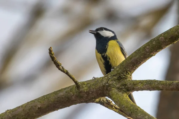 Great tit on branch (Parus major) Cute little Bird — Stock Photo, Image