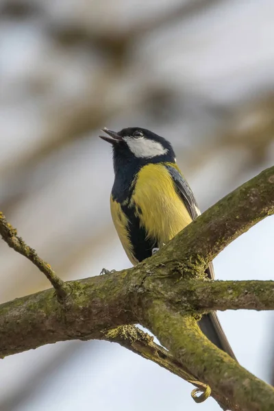 Great tit on branch (Parus major) Cute little Bird — Stock Photo, Image