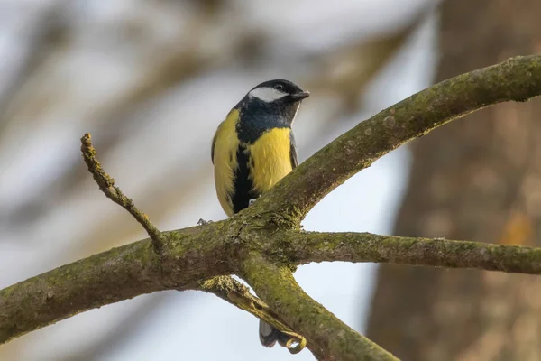 Great tit on branch (Parus major) Cute little Bird — Stock Photo, Image