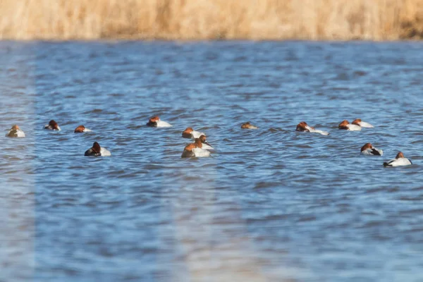 Patos Pochard comunes nadando en el lago (Aythya ferina) — Foto de Stock