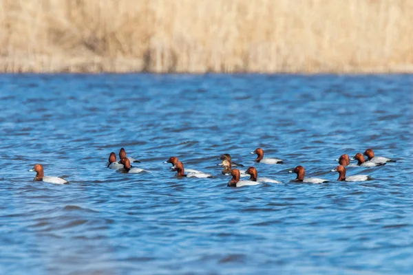 Patos Pochard comuns nadando no lago (Aythya ferina) — Fotografia de Stock