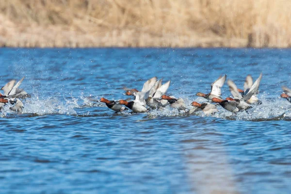 Patos Pochard comunes que vuelan sobre el agua (Aythya ferina) — Foto de Stock