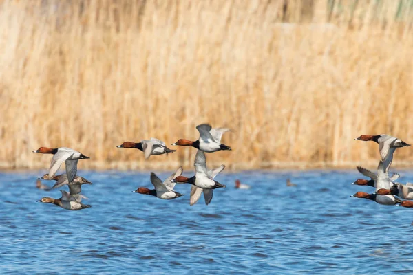 Patos Pochard comunes que vuelan sobre el agua (Aythya ferina) — Foto de Stock