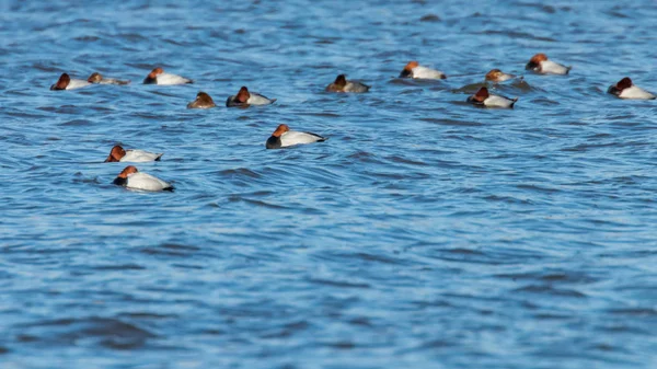 Patos Pochard comunes nadando en el lago (Aythya ferina) — Foto de Stock