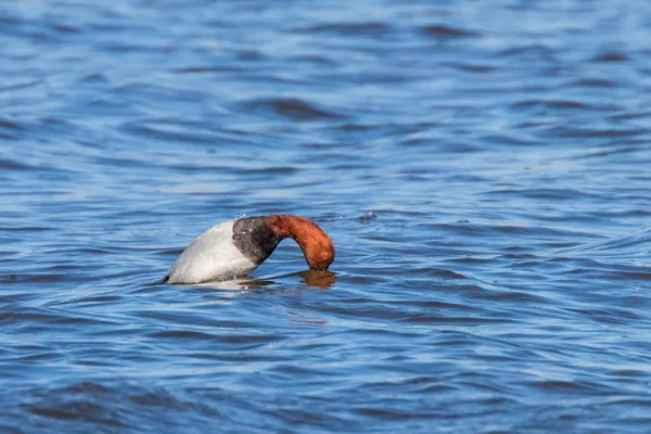 Gemeenschappelijke Pochard mannelijke duik in het meer (Aythya ferina) — Stockfoto