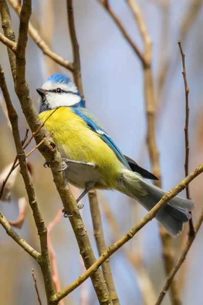 Blaumeise auf Ast, Eurasische Blaumeise, (cyanistes caeruleus) geschnitten — Stockfoto