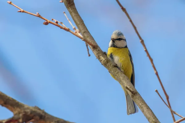 Blaumeise auf Ast, Eurasische Blaumeise, (cyanistes caeruleus) geschnitten — Stockfoto