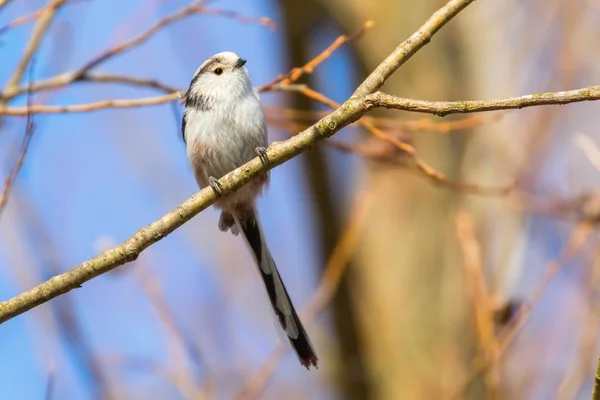 Mésange à longue queue sur la branche (Aegithalos caudatus) Petit oiseau mignon — Photo