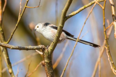 Uzun kuyruklu baştankara dalı (Bayağı uzunkuyruk) üzerinde küçük sevimli kuş