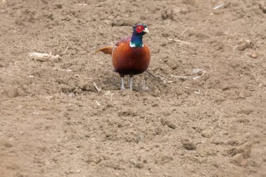 Halka boyun alanı (Phasianus colchicus sülün)
