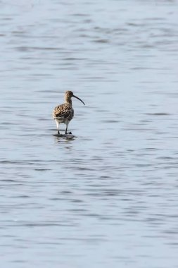 Bayağı kocagöz, ortak kocagöz (Numenius arquata) tek kuş