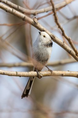 Uzun kuyruklu baştankara dalı (Bayağı uzunkuyruk) üzerinde küçük sevimli kuş
