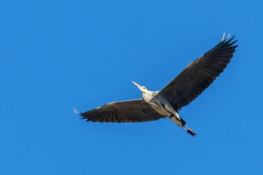 Gri balıkçıl uçuş (Ardea cinerea) mavi gökyüzünde