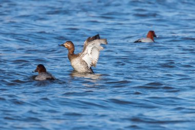 Gölde yüzen Pochard ördekleri (Aythya ferina)