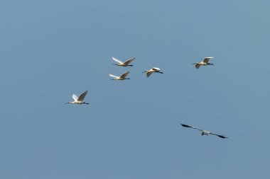 Eurasian or common white spoonbills in flight, (Platalea leucoro clipart