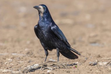 Sahada kale (Corvus frugilegus)