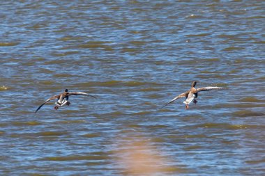 Uçan Greylag Goose çifti, (Anser anser)