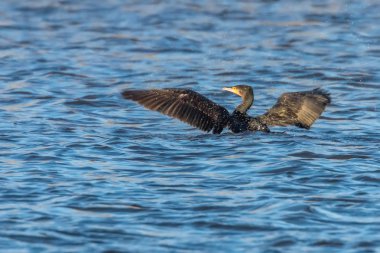 Büyük karabatak su kanatlarını Yayilim