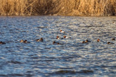 Gölde yüzen Pochard ördekleri (Aythya ferina)